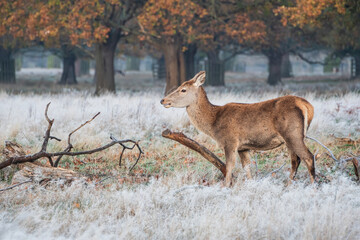 Beautiful landscape Autumn Fall image of Red Deer stag Cervus Elaphus at dawn in frosty countryside setting