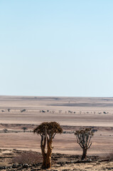 Outlook over the Kuiseb pass viewpoint in Namibia, an area that strongly resembles a lunar...