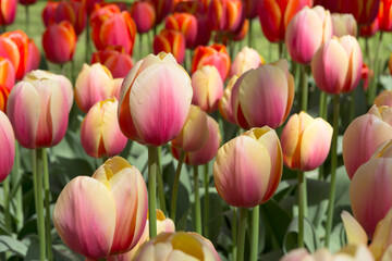 Fototapeta premium Tulip close up