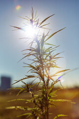 Photo of Cannabis plant growing near city outskirts. Town in the background. Sunny mood concept image