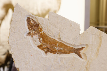 fish fossil jurassic period