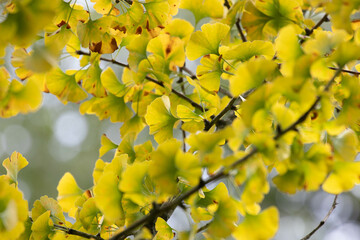 Close up yellow Gingko Leaves in Autumn