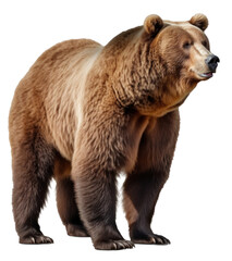 brown bear isolated on transparent background - obrazy, fototapety, plakaty