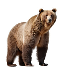brown bear isolated on transparent background