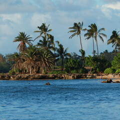 tropical island with palm trees