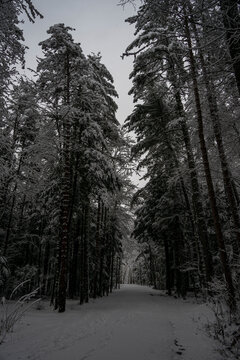winter forest in the snow