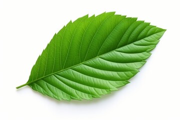 A close up of a single simple green leaf isolated on the white background, ready to cutout and use, realistic plant, generated by AI.