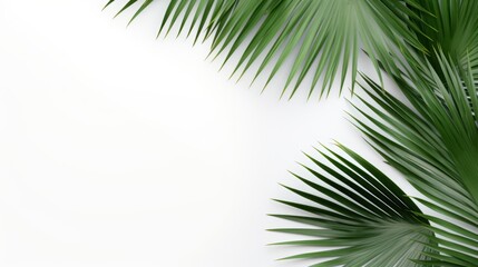 Palm tree branches and leaves. Background for text.