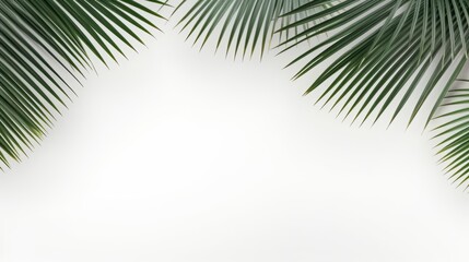 Obraz premium Palm tree branches and leaves. Background for text.