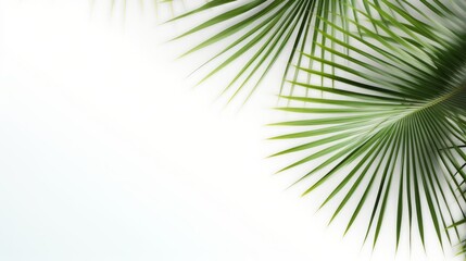 Obraz premium Palm tree branches and leaves. Background for text.