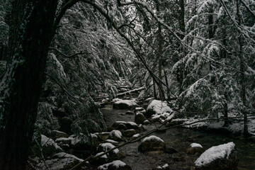 Winter Stream