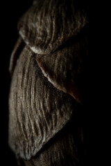 Seed Cone, close up 
