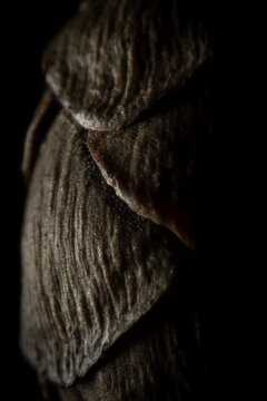 Seed Cone, close up 