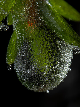 Fuzzy Ice