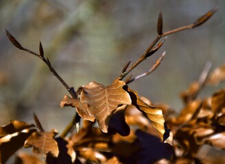 leaf on the tree