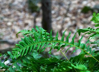 fern leaf in the forest