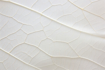 White leaf texture, texture background.