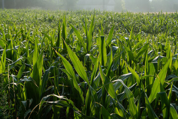Corn plants in the field. Rural view of a corn field in the rays of the rising sun.