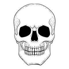 Skull vector illustration. Human head skeleton icon.