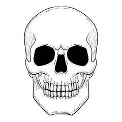 Skull vector illustration. Human head skeleton icon.