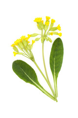 Cowslip flower plant spring wildflower on white. Used in floral food decoration and natural herbal...