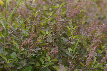 Natural beautiful picture flower and animal