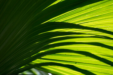 Obraz premium Lighting , shade and shadow on Green Palm Leaves