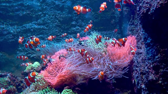 Red-and-white striped fish clown. Fish swim among algae and coral reefs. Ocean floor. Sea life. Shoal of clownfish.