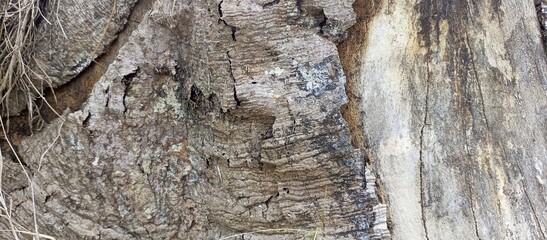 Close up of the bark of an old tree background