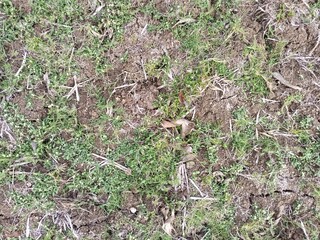 dry bushes in the field at noon