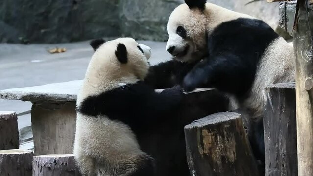Precious Moment of Mother Panda and her baby