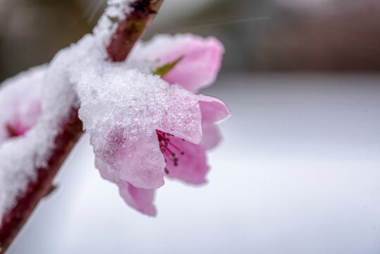 Fruit tree blossoms frozen in the snow