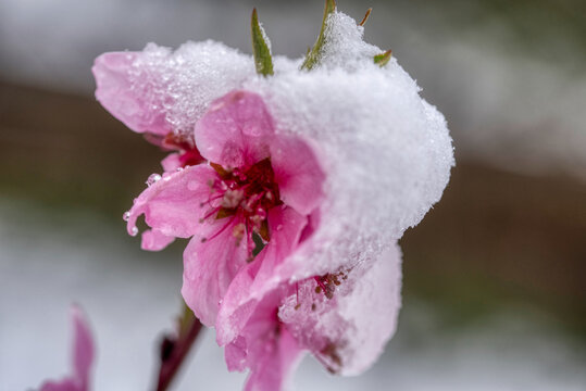 Fruit tree blossoms frozen in the snow