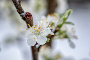 Fruit tree blossoms frozen in the snow