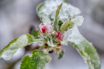 Fruit tree blossoms frozen in the snow