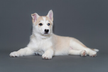 A two-month-old beige fawn husky puppy with multi-colored blue eyes lies on gray background © smilewalli