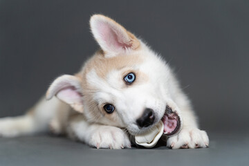 A two-month-old beige fawn husky puppy with multi-colored blue eyes lies on a gray background and gnaws a bone