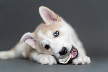 A two-month-old beige fawn husky puppy with multi-colored blue eyes lies on a gray background and gnaws a bone © smilewalli