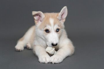 A two-month-old beige fawn husky puppy with multi-colored blue eyes lies on a gray background and gnaws a bone