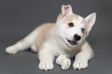 A two-month-old beige fawn husky puppy with multi-colored blue eyes lies on a gray background and gnaws a bone