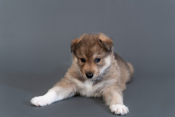 A one-month-old mongrel puppy lies funny on gray background