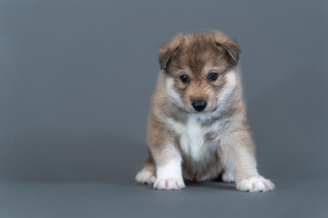 A one-month-old mongrel puppy sits funny on gray background