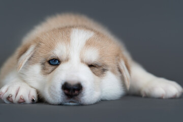 One month old beige husky puppy with multicolored blue eyes lie and sleep on gray background, close up, 1 eye closed