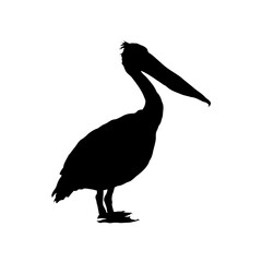 pelican silhouette isolated 