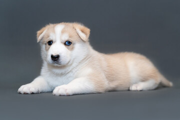 One month old beige husky puppy with multicolored blue eyes lie on gray background