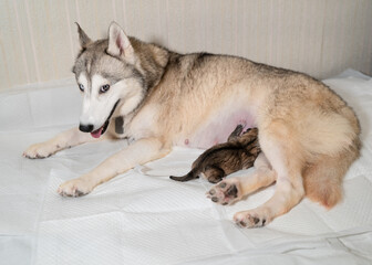 One newborn husky puppy drinks colostrum from husky mother © smilewalli