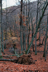 chestnut forest in autumn nature nature landscape view outside l