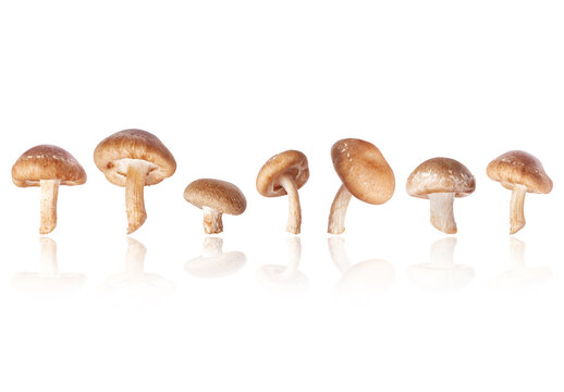 Set of shiitake mushrooms (Lentinula edodes) isolated on a white background