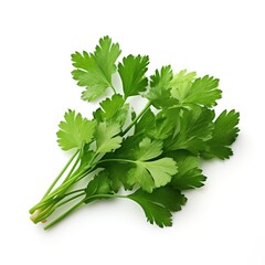 Fresh coriander bunch on white background