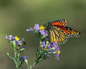 Monarch butterfly nectaring on Aster.